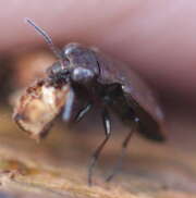 Thumbnail 390772 B