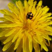 Thumbnail 390799 B