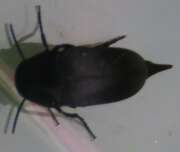 Thumbnail 390879 A