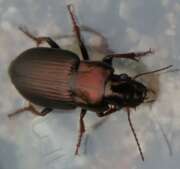 Thumbnail 390883 A