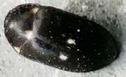 Thumbnail 390901 A
