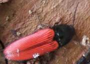 Thumbnail 390911 A
