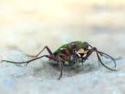Thumbnail 390946 A