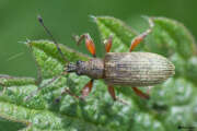 Thumbnail 390953 A