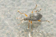 Thumbnail 391072 A