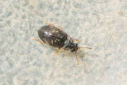 Thumbnail 391073 B