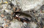 Thumbnail 391102 A