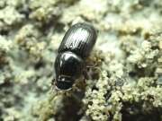 Thumbnail 391179 A