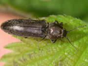 Thumbnail 391203 A