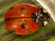 Thumbnail 391361 A