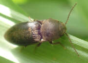 Thumbnail 391434 A
