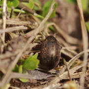 Thumbnail 391447 A