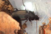Thumbnail 391593 A