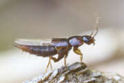 Thumbnail 391596 B