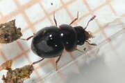 Thumbnail 391630 B