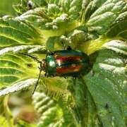 Thumbnail 391816 A
