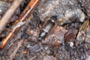 Thumbnail 392009 C