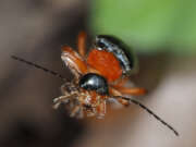Thumbnail 392027 B