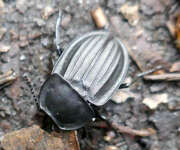 Thumbnail 392029 A