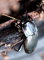 Thumbnail 392032 A