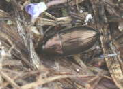 Thumbnail 392045 A