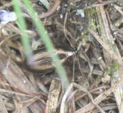 Thumbnail 392045 B