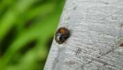 Thumbnail 392065 B