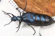 Thumbnail 392097 B