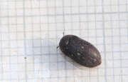 Thumbnail 392105 A