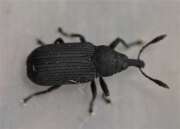 Thumbnail 392120 B