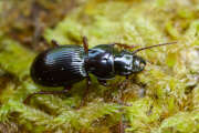 Thumbnail 392176 A