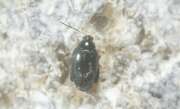 Thumbnail 392207 A