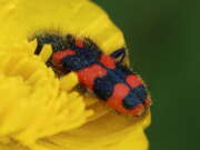 Thumbnail 392253 B