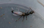 Thumbnail 392301 A