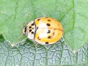 Thumbnail 392307 B