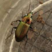 Thumbnail 392339 B