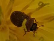 Thumbnail 392472 B