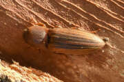 Thumbnail 392498 A
