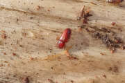 Thumbnail 392552 A