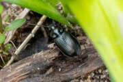 Thumbnail 392677 B