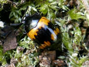 Thumbnail 392701 A