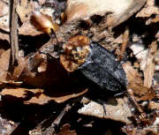 Thumbnail 392702 A