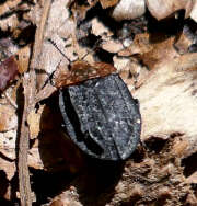 Thumbnail 392702 B
