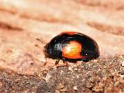 Thumbnail 392703 A