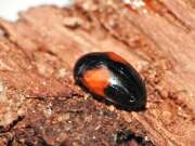 Thumbnail 392703 B