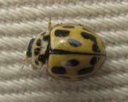 Thumbnail 392704 A