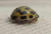 Thumbnail 392704 B