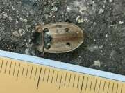 Thumbnail 392709 A