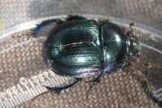 Thumbnail 392901 B