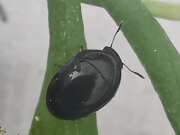 Thumbnail 392905 A
